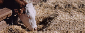 mucca slider